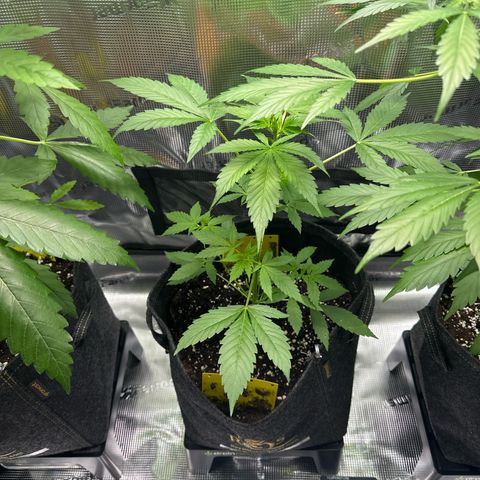 Milky Way growlog timeline photo