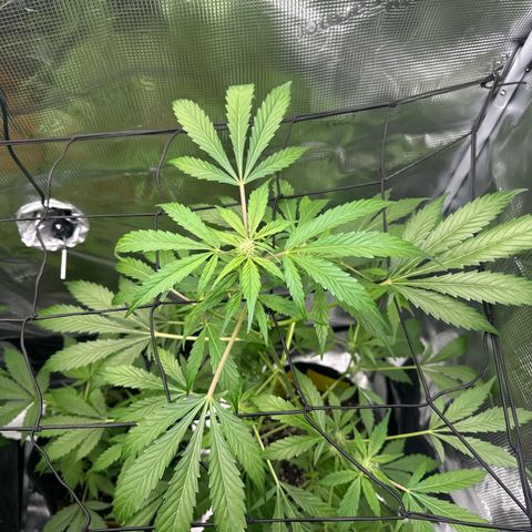 Amnesia Haze Auto growlog timeline photo