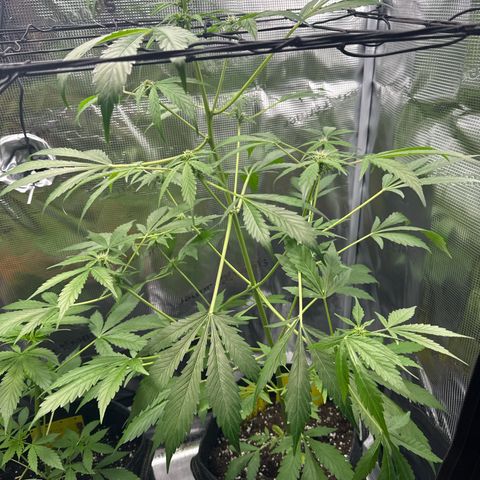 Amnesia Haze Auto growlog timeline photo