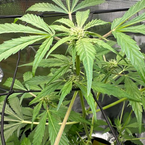 Amnesia Haze Auto growlog timeline photo