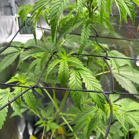 Wedding Cake Auto growlog timeline photo