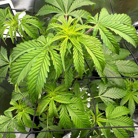 Wedding Cake Auto growlog timeline photo