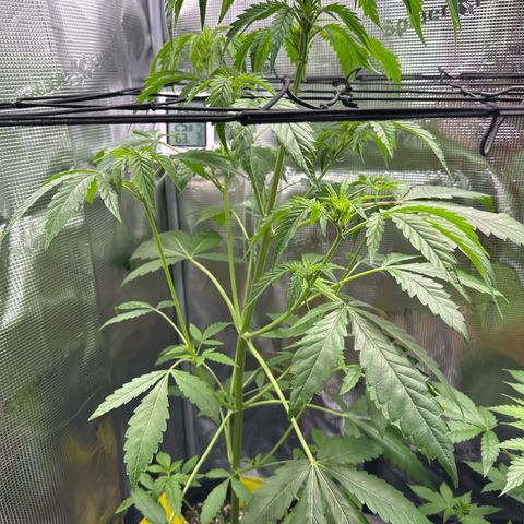 Wedding Cake Auto growlog timeline photo