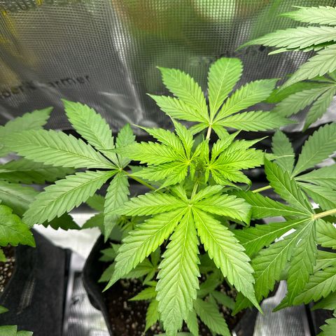 Milky Way growlog timeline photo