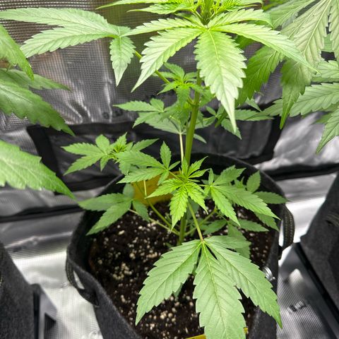 Milky Way growlog timeline photo
