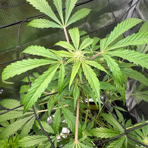 Amnesia Haze Auto growlog timeline photo