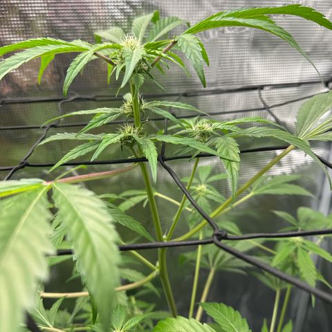Amnesia Haze Auto growlog timeline photo