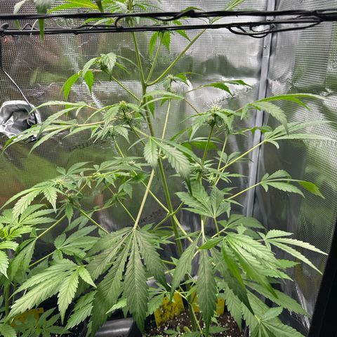 Amnesia Haze Auto growlog timeline photo