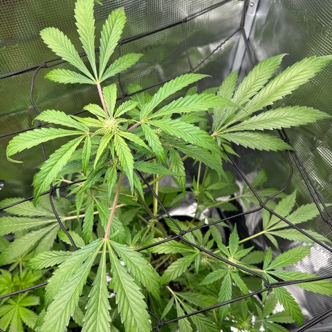 Amnesia Haze Auto growlog timeline photo