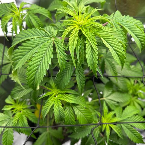 Wedding Cake Auto growlog timeline photo