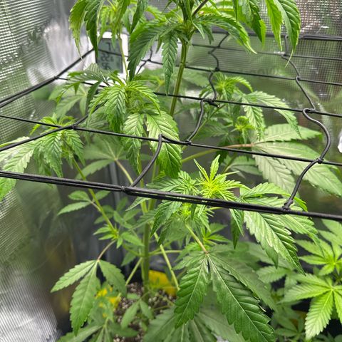 Wedding Cake Auto growlog timeline photo