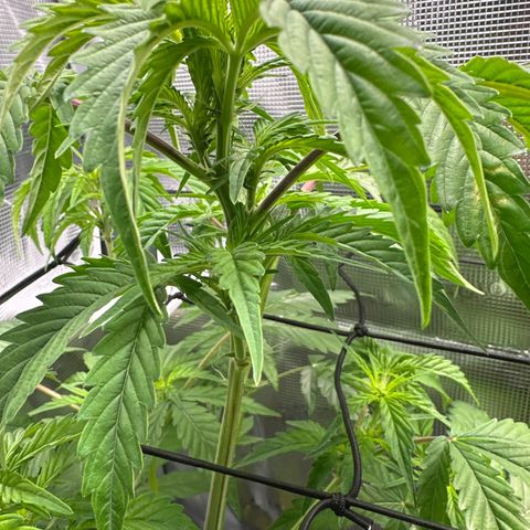 Wedding Cake Auto growlog timeline photo