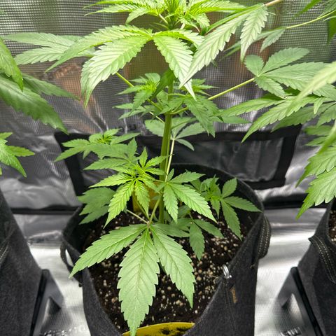 Milky Way growlog timeline photo