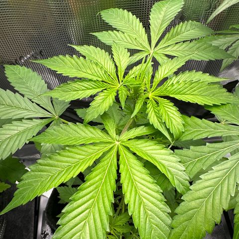 Milky Way growlog timeline photo