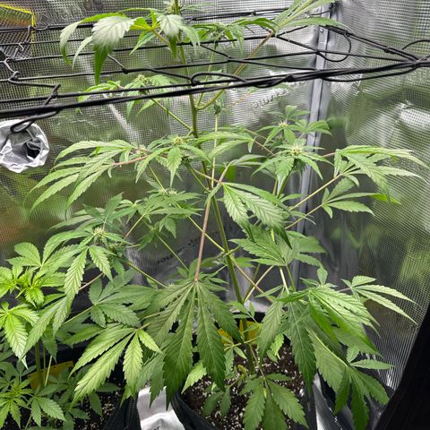 Amnesia Haze Auto growlog timeline photo