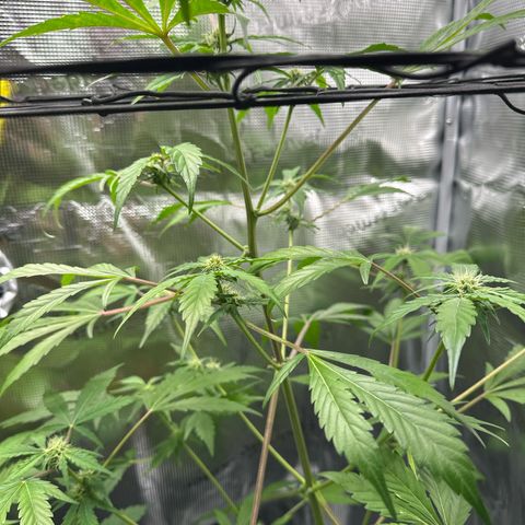 Amnesia Haze Auto growlog timeline photo