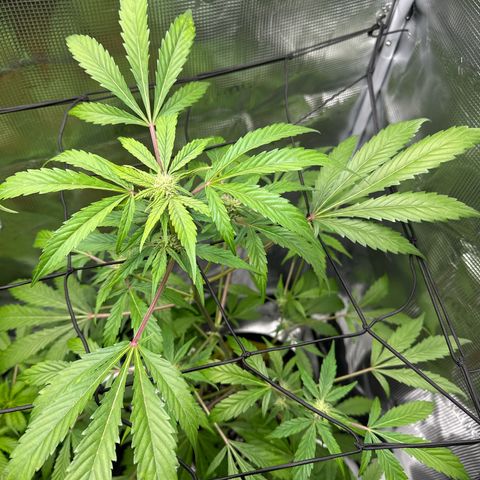 Amnesia Haze Auto growlog timeline photo