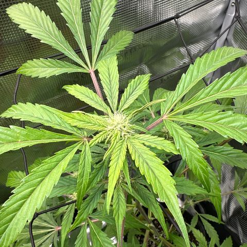 Amnesia Haze Auto growlog timeline photo