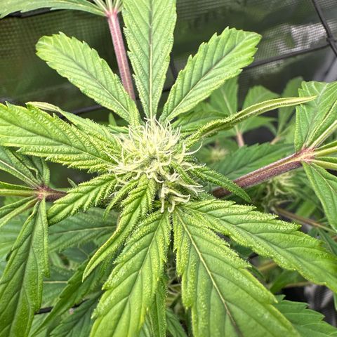 Amnesia Haze Auto growlog timeline photo