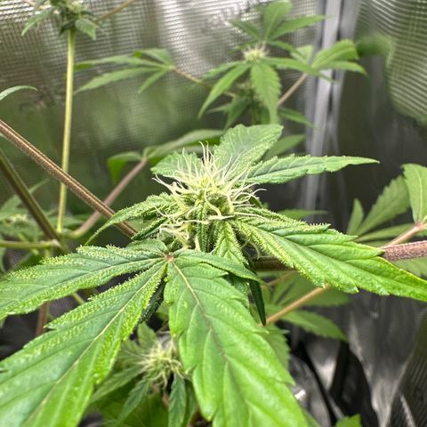 Amnesia Haze Auto growlog timeline photo