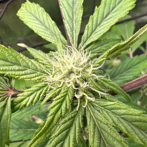 Amnesia Haze Auto growlog timeline photo