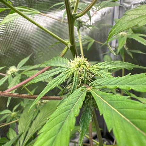 Amnesia Haze Auto growlog timeline photo