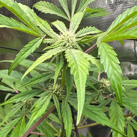 Amnesia Haze Auto growlog timeline photo