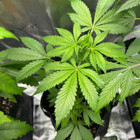 Milky Way growlog timeline photo