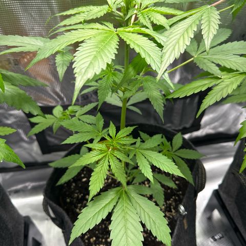 Milky Way growlog timeline photo