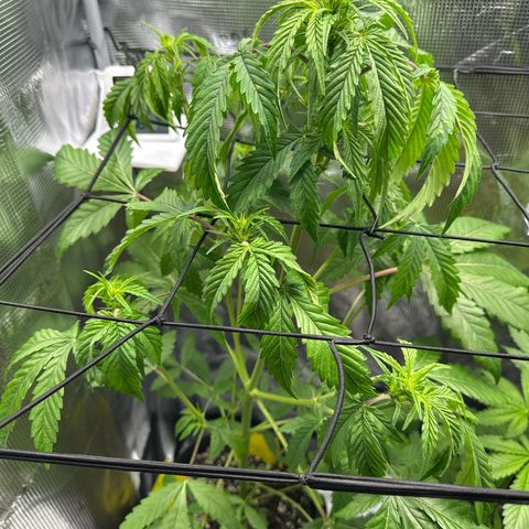 Wedding Cake Auto growlog timeline photo