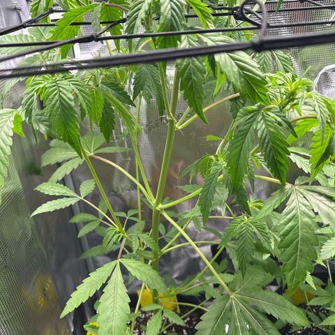 Wedding Cake Auto growlog timeline photo