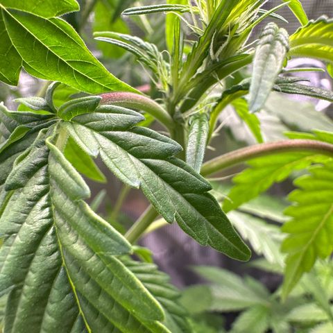 Wedding Cake Auto growlog timeline photo