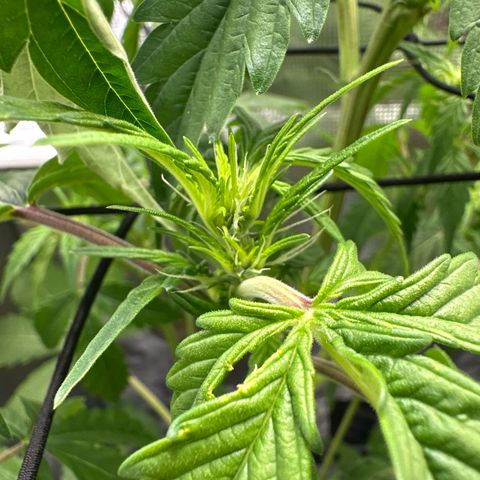 Wedding Cake Auto growlog timeline photo