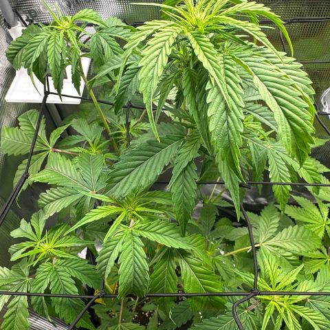 Wedding Cake Auto growlog timeline photo