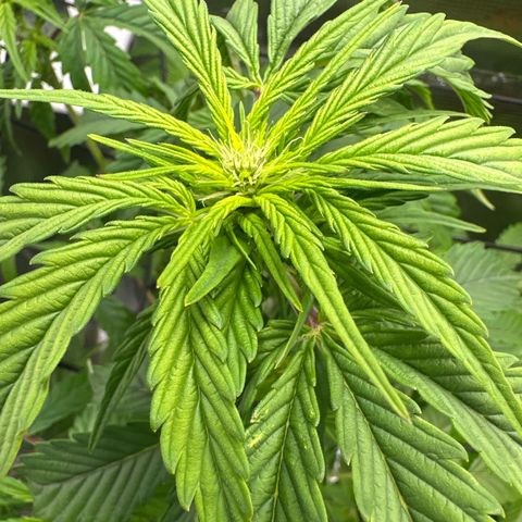 Wedding Cake Auto growlog timeline photo