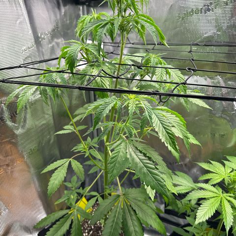 Wedding Cake Auto growlog timeline photo