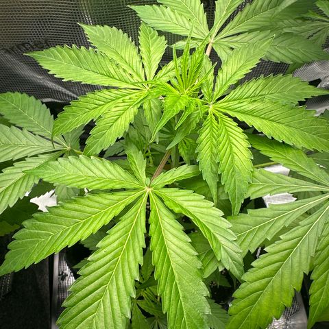 Milky Way growlog timeline photo