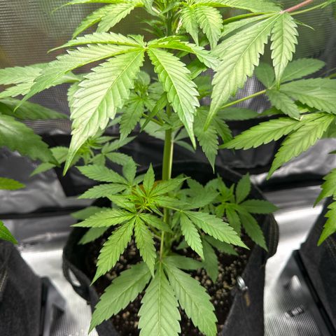 Milky Way growlog timeline photo