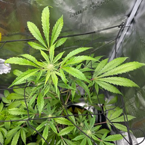 Amnesia Haze Auto growlog timeline photo