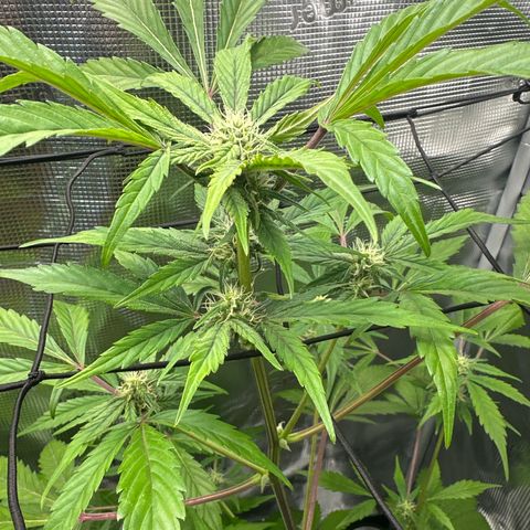 Amnesia Haze Auto growlog timeline photo