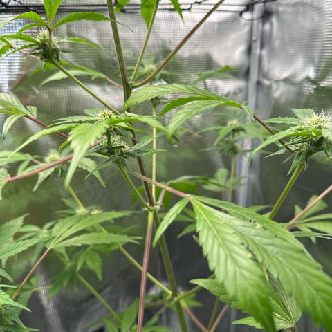 Amnesia Haze Auto growlog timeline photo