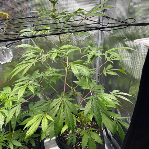 Amnesia Haze Auto growlog timeline photo