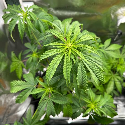 Wedding Cake Auto growlog timeline photo