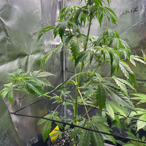Wedding Cake Auto growlog timeline photo