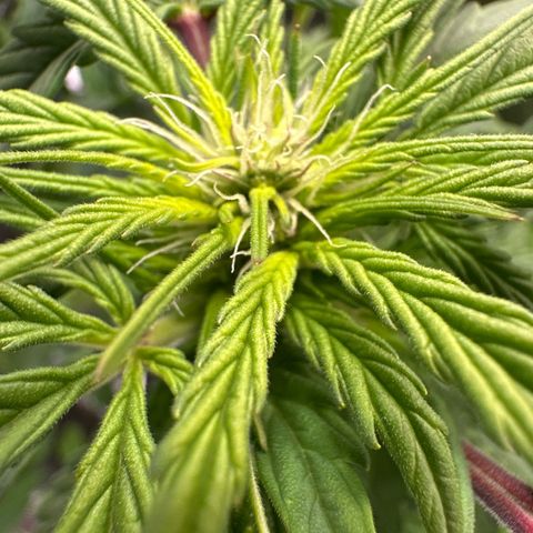Wedding Cake Auto growlog timeline photo