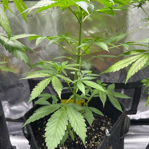 Milky Way growlog timeline photo