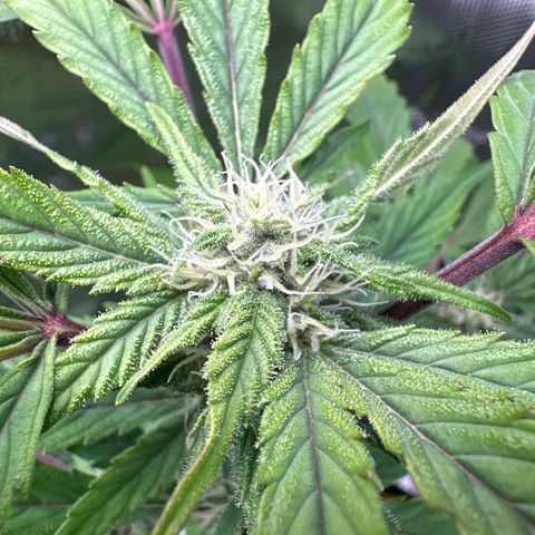 Amnesia Haze Auto growlog timeline photo