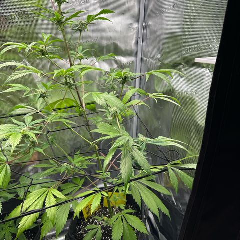 Amnesia Haze Auto growlog timeline photo