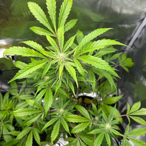 Amnesia Haze Auto growlog timeline photo