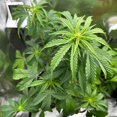 Wedding Cake Auto growlog timeline photo